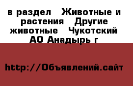  в раздел : Животные и растения » Другие животные . Чукотский АО,Анадырь г.